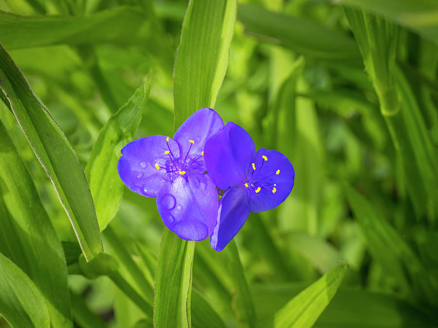 Nature Photograph - Close Up Of Spiderwort Flower by Panoramic Images