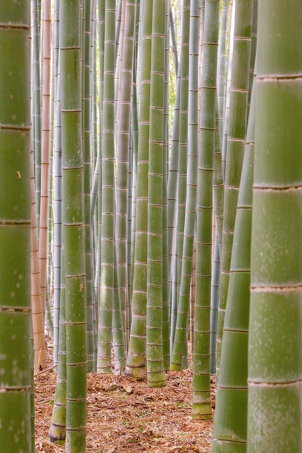 Close-up Of Stems, Bamboo Forest Photograph by Gavin Hellier / Robertharding Close-up Of Stems, Bamboo Forest Photograph by Gavin Hellier / Robertharding