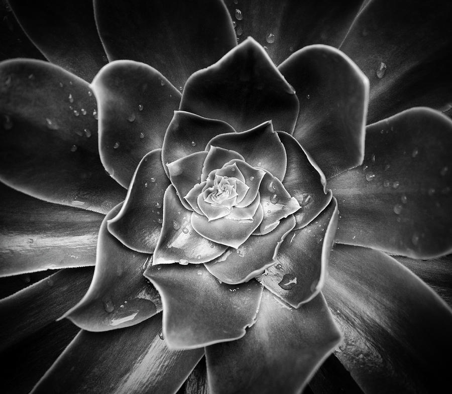 Close Up Of Succulent Plant With Water Photograph by Panoramic Images