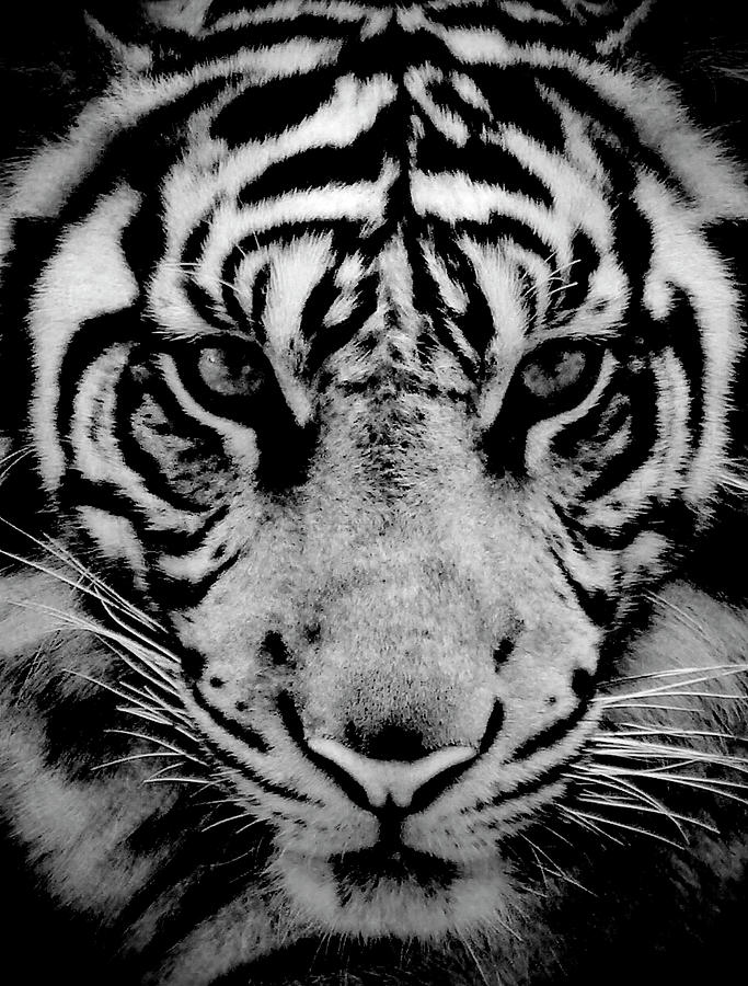 Close Up Of Sumatran Tiger Photograph by Aris And Ressy