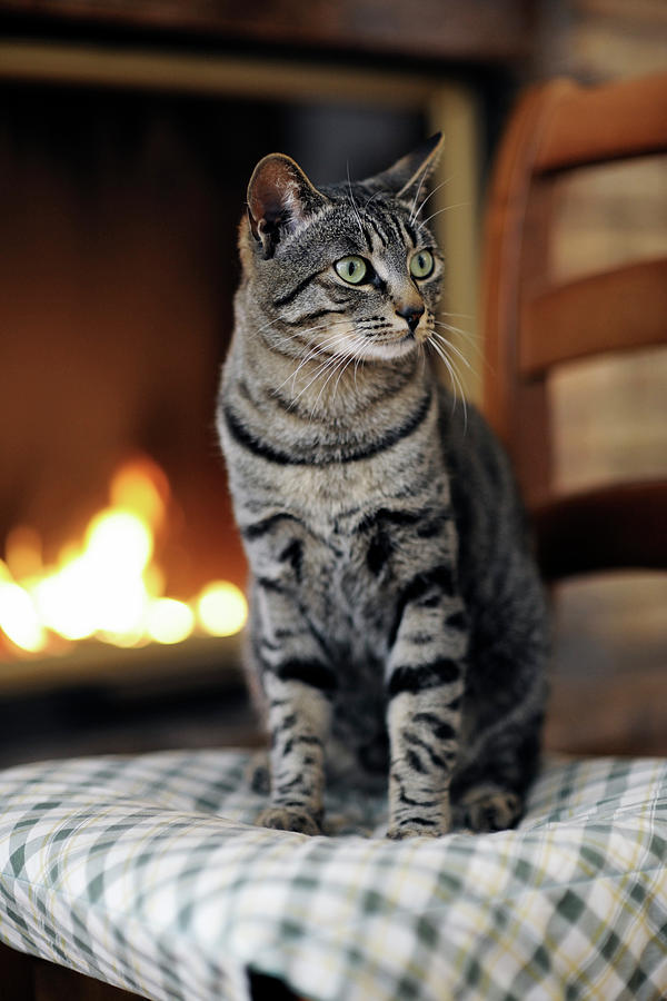 Cat Photograph - Close-up Of Tabby Cat Looking Away While Sitting On Chair Against Fireplace At Home by Cavan Images