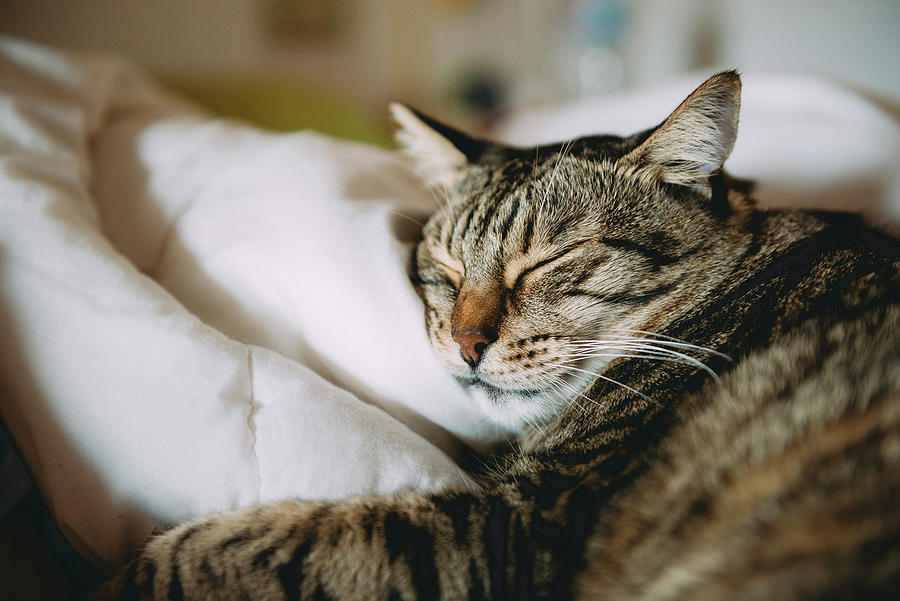 Close-up Of Tabby Cat Sleeping On Bed At Home Photograph by Cavan ...