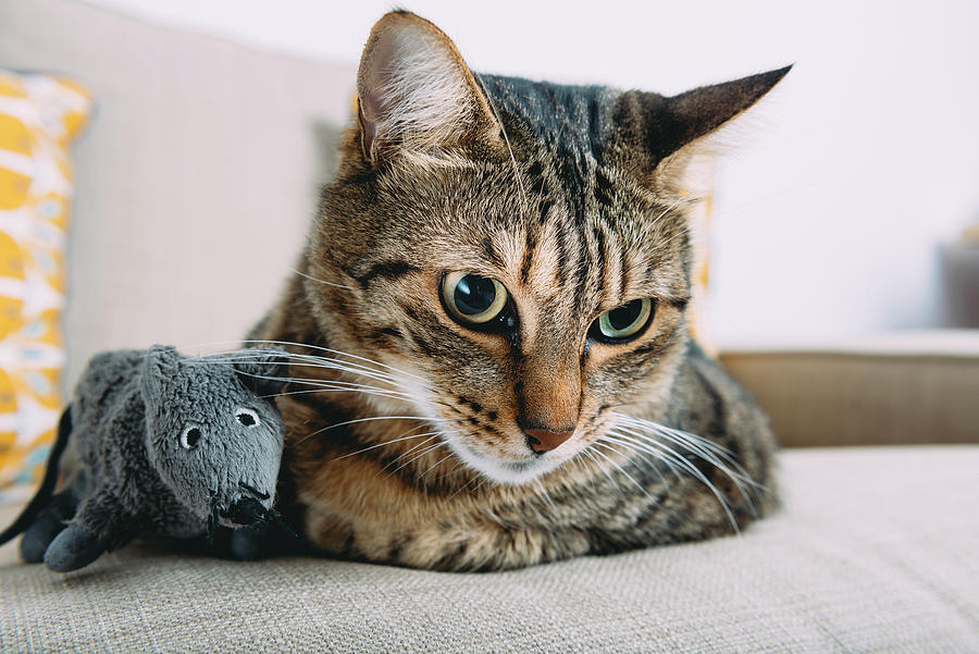 Toy Photograph - Close-up Of Tabby Cat With Toy Rat Relaxing On Sofa At Home by Cavan Images