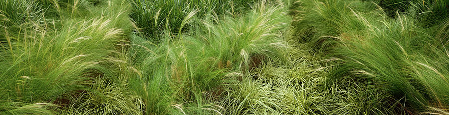 Close-up Of Tall Grass Photograph by Panoramic Images
