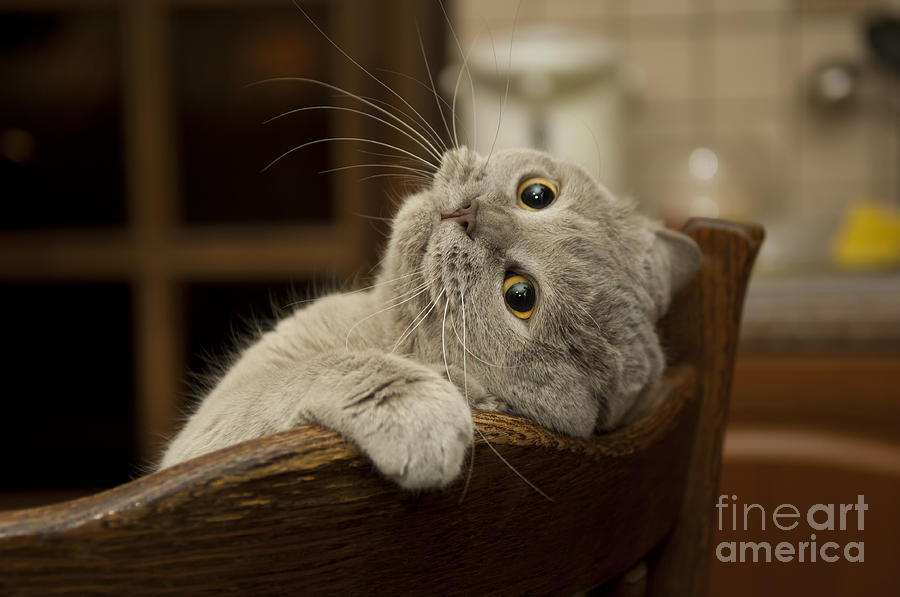 Animal Photograph - Close-up Of The Cat Is Played Naughty by Sergei Kaliganov Animal Photograph - Close-up Of The Cat Is Played Naughty by Sergei Kaliganov