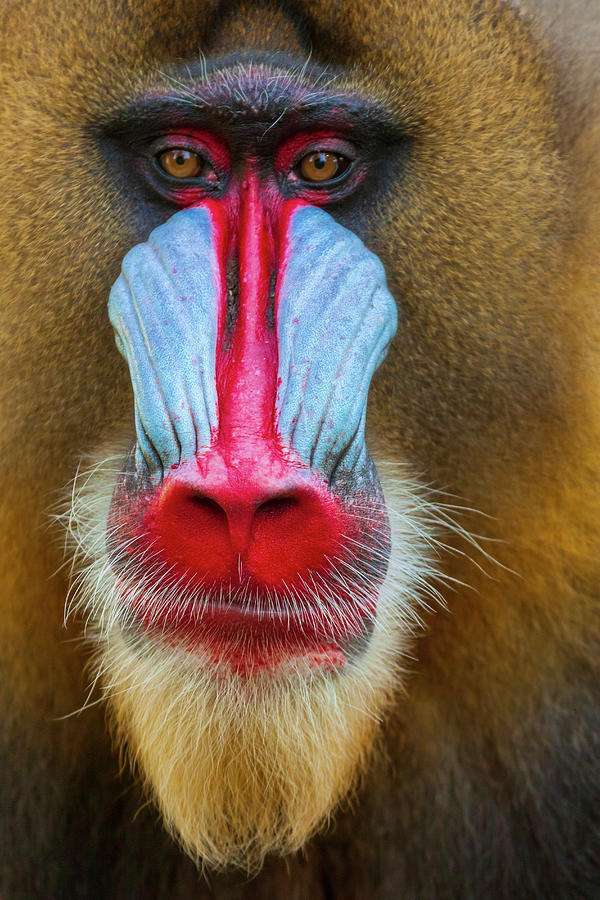 Close-up Of The Face Of A Mandrill Photograph by Tom Haseltine - Fine ...