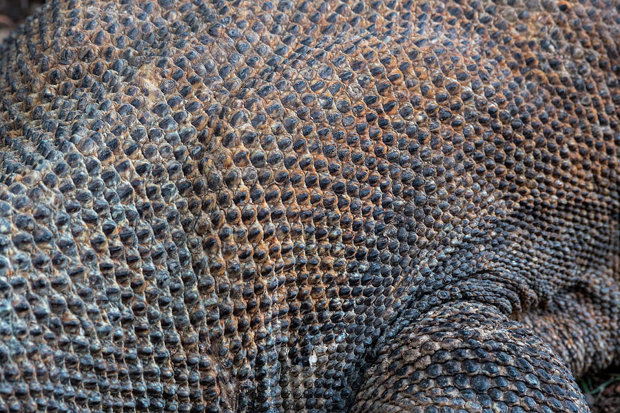 Close-up Of The Skin Of An Endemic Photograph by Wolfgang Kaehler