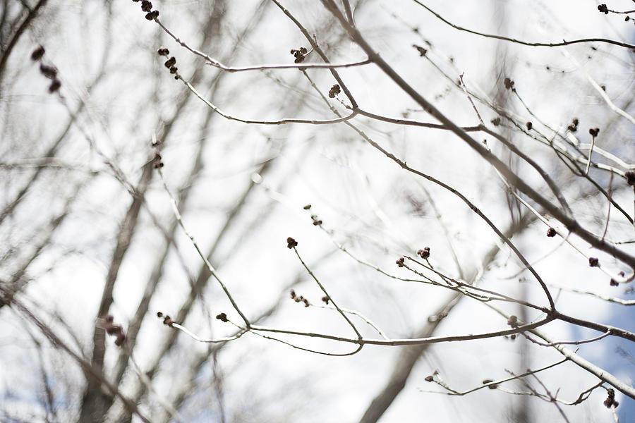 Close-up Of Thin Tree Branches Photograph by Elizabeth Waugh Close-up Of Thin Tree Branches Photograph by Elizabeth Waugh