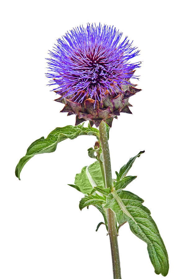 Close Up Of Thistle Flower On White Photograph by Paolo Negri