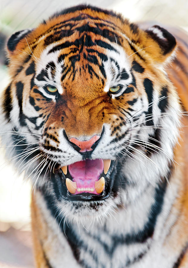 Close Up Of Tiger Photograph by Picture By Tambako The Jaguar