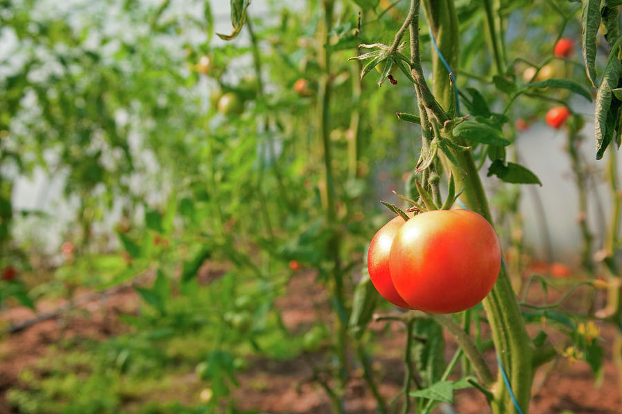Close-up Of Tomato On Bush At Okohof Kuhhorst, Brandenburg Photograph by Jalag / Knut Stritzke