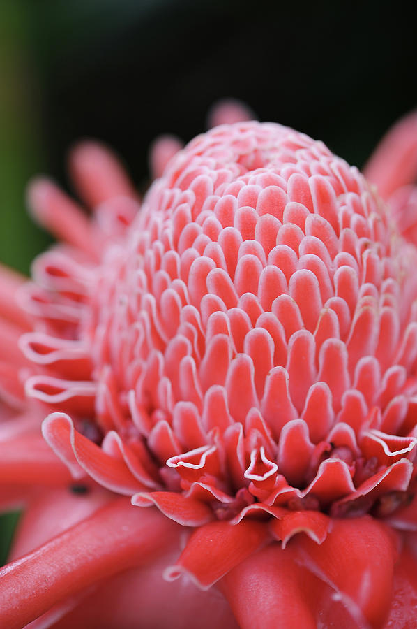 Nature Photograph - Close Up Of Torch Ginger by Im Kazuo Ichikawa, Residing In Tokyo, Japan. I Have A Profo