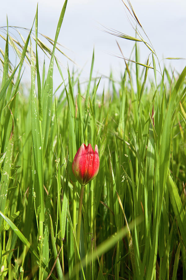 Close-up Of Tulip Flower Between High Grass Photograph by Jalag / Arthur F. Selbach