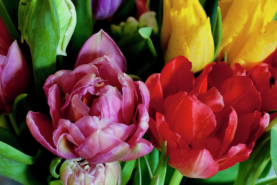 Close-up Of Tulips by Photos By Sally Jane Photographic Art