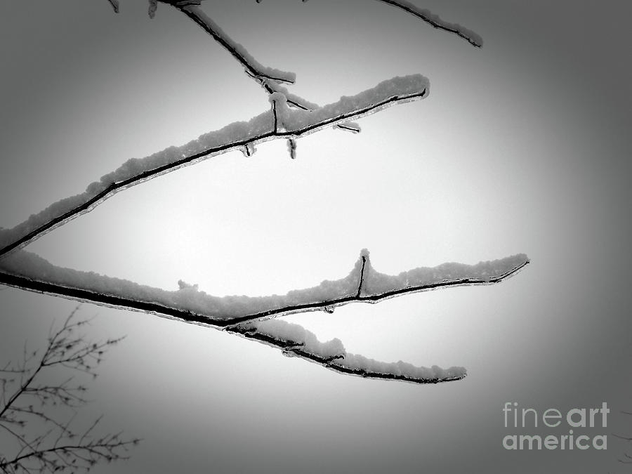Close-up Of Twigs Covered Of Ice Photograph
