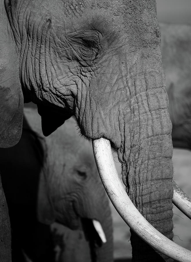 Black And White Photograph - Close Up Of Two Elephants by Achim Mittler, Frankfurt Am Main