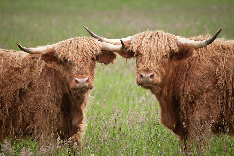 Close Up Of Two Highland Cows In A Field Photograph by Abzee