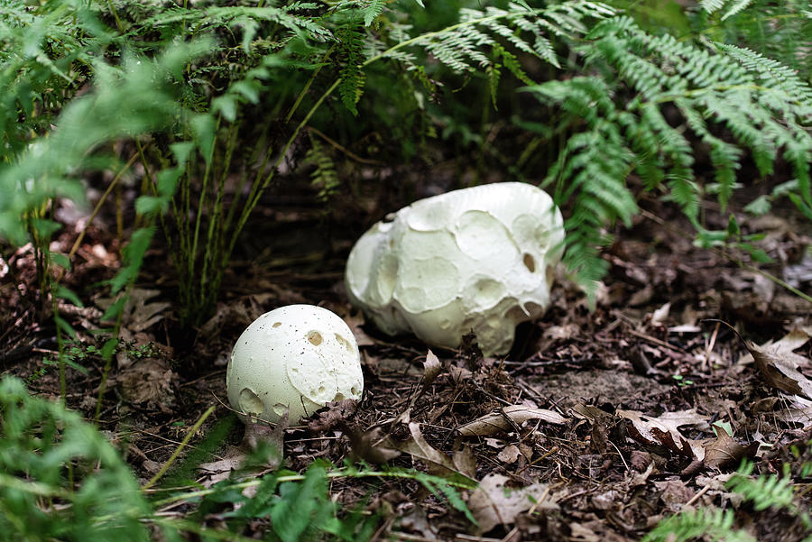Mushroom Photograph - Close Up Of Two Puffball Mushrooms Growing On The Forest Floor. by Cavan Images
