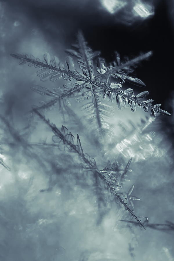 Close up of two snowflakes Photograph by Intensivelight