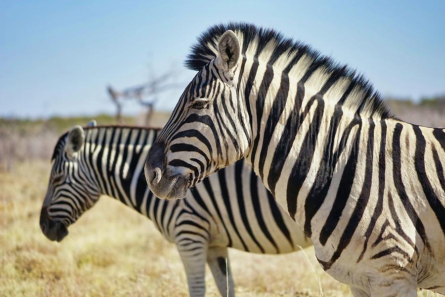 Zebra Photograph - Close up of two zebras in Namibia by Nils Buehler