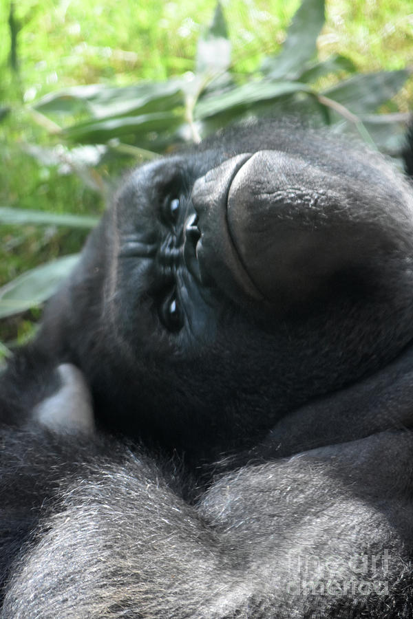 Gorilla laying low behind the leaves Bath Mat by Christiana