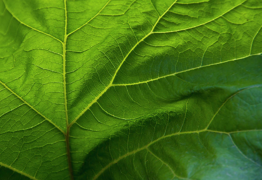 Close Up Of Veins In Green Leaf Photograph by Chris Clor