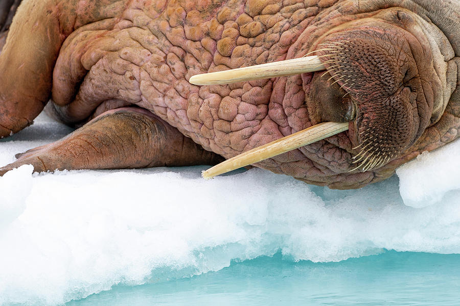 Close-up Of Walrus Lying On Ice Photograph by Heike Odermatt