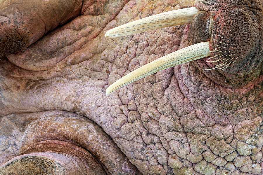 Close-up Of Walrus Tusks Photograph by Heike Odermatt