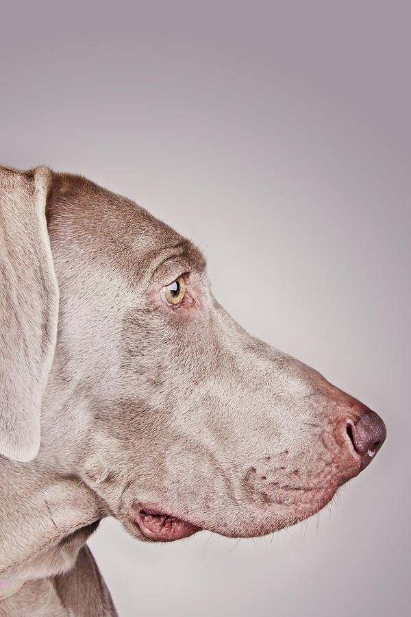 Close Up Of  Weimaraner Dog Photograph by Claire Baxter // Studiofetch.com