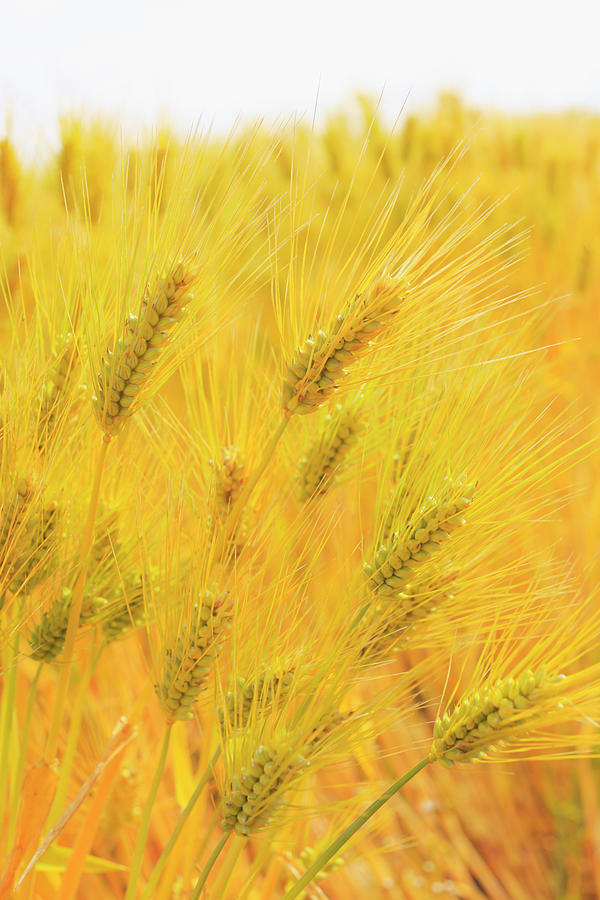 Close Up Of Wheat Crop In Farmland Photograph by Imagewerks