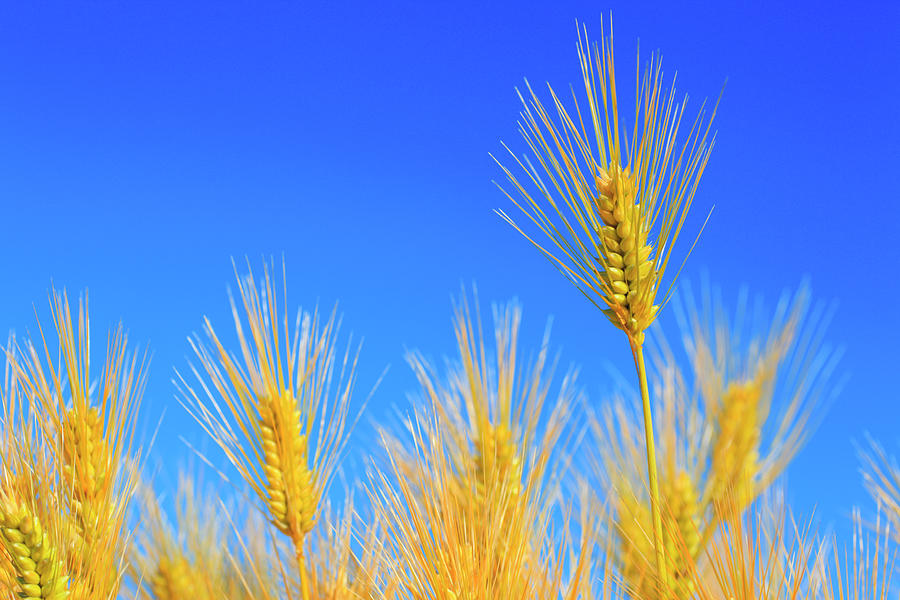Close Up Of Wheat Crop Over Blue Sky Photograph by Imagewerks