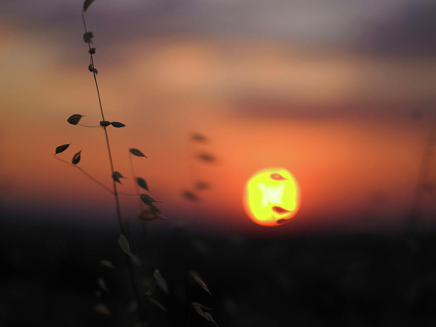 Close Up Of Wheat Stalks At Sunset Digital Art By Aurelie And Morgan 