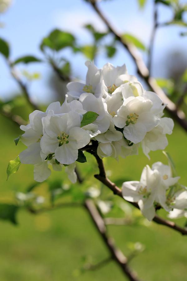 Close Up Of White Apple Blossom On An Apple Tree Photograph by Barbara Bonisolli