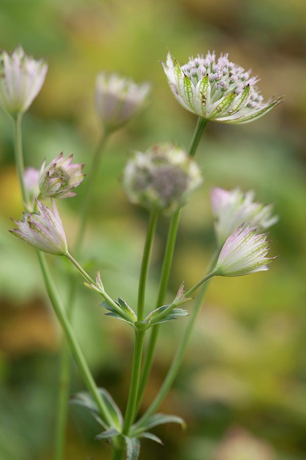 Close-up Of White Astrantia Photograph by Sibylle Pietrek