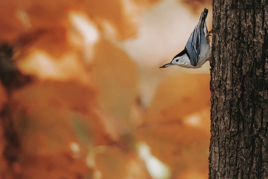 Wildlife Photograph - Close-up Of White-breasted Nuthatch On Tree Trunk by Cavan Images