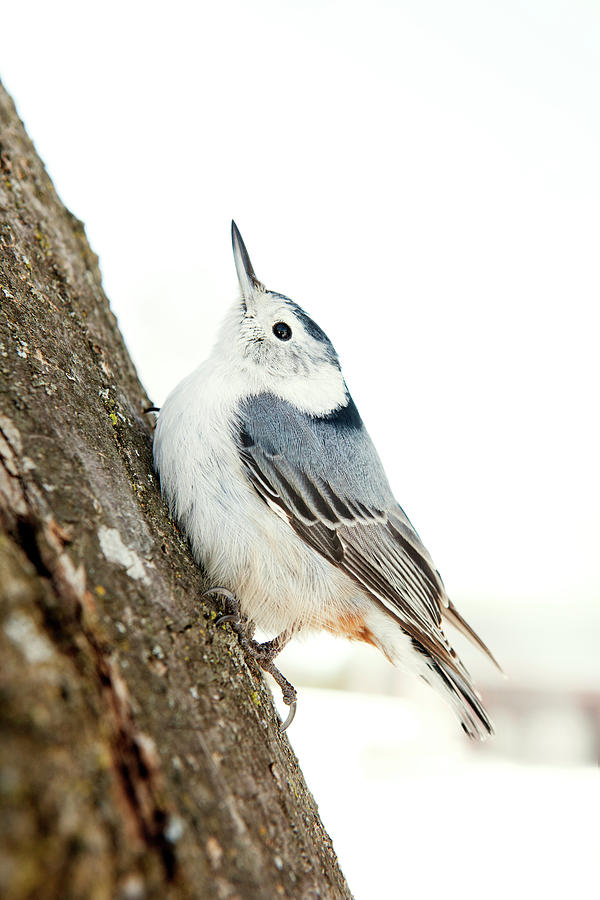 Wildlife Photograph - Close-up Of White Breasted Nuthatch Perching On Tree Trunk by Cavan Images