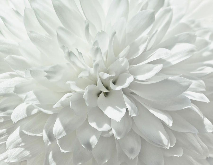 Close up of White Chrysanthemum Flower by David Lamb Close up of White Chrysanthemum Flower by David Lamb