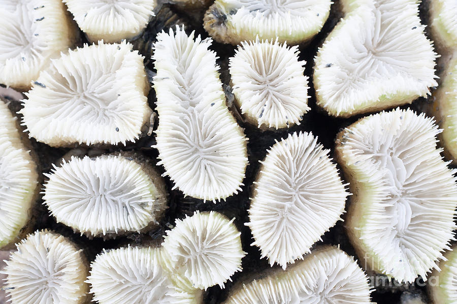Macro Photograph - Close-up Of White Coral by Stockhouse Macro Photograph - Close-up Of White Coral by Stockhouse