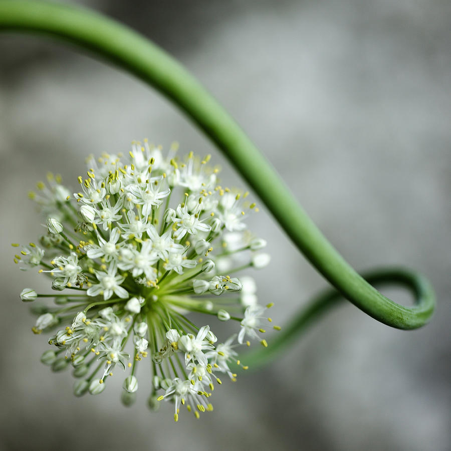 Close Up Of White Flowers Photograph by Lisbeth Hjort