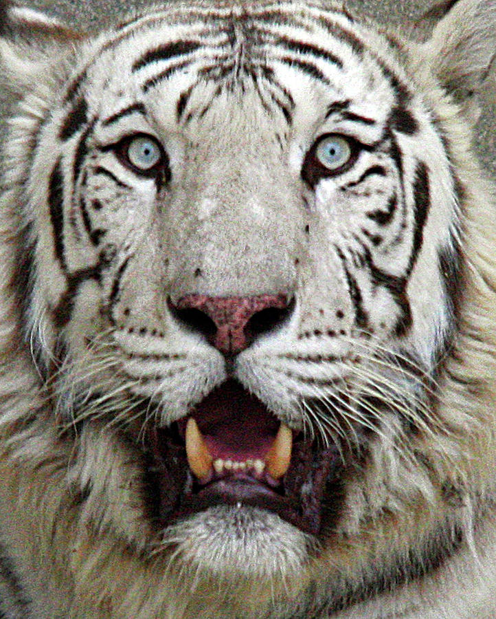 Close Up Of White Tiger Photograph by Arkj