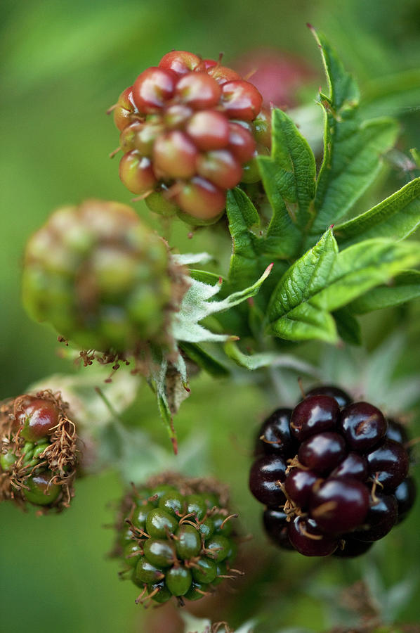 Close Up Of Wild Blackberries On Bush Photograph by Diana Miller