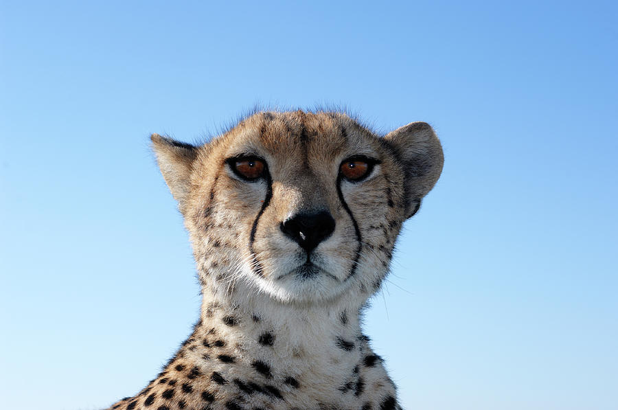 Close-up Of Wild Cheetah Sitting On Photograph by Gomezdavid