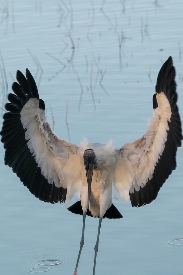 Close up of Wood Stork landing in water Photograph by Dan Friend