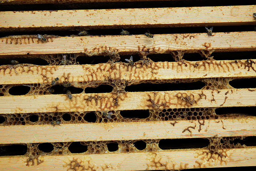 Insects Photograph - Close Up Of Wooden Beehive Frame by Cavan Images