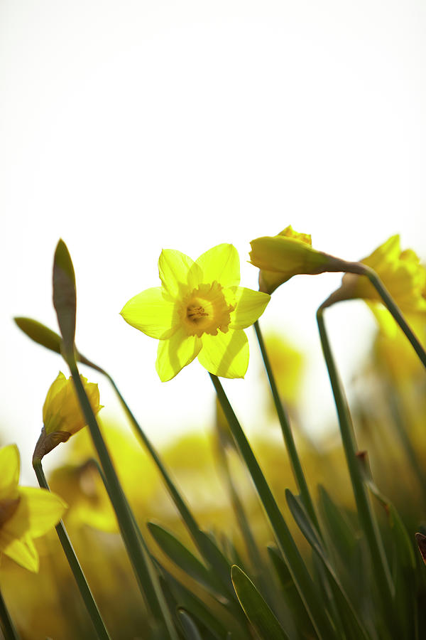Close Up Of Yellow Daffodils Photograph by Ron Bambridge