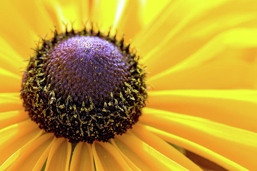 Close Up Of Yellow Flower Photograph by Tuomas Lehtinen