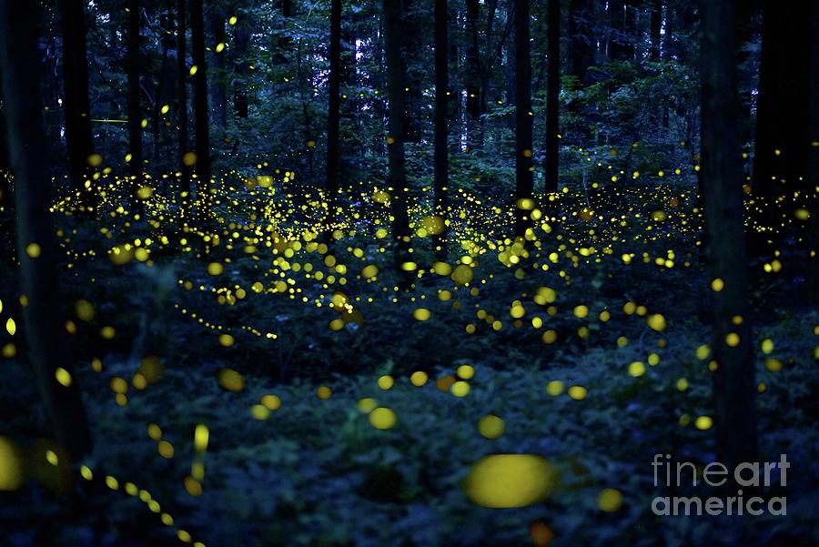 Close-up Of Yellow Flowering Plants Photograph by Satoru Ohishi / Eyeem
