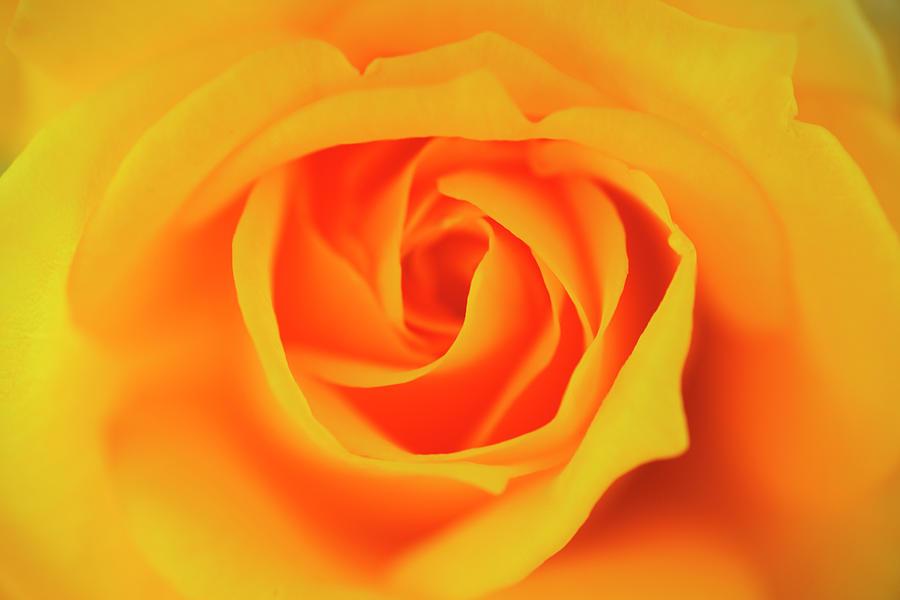 Close Up Of Yellow Rose Photograph by Imagewerks Close Up Of Yellow Rose Photograph by Imagewerks