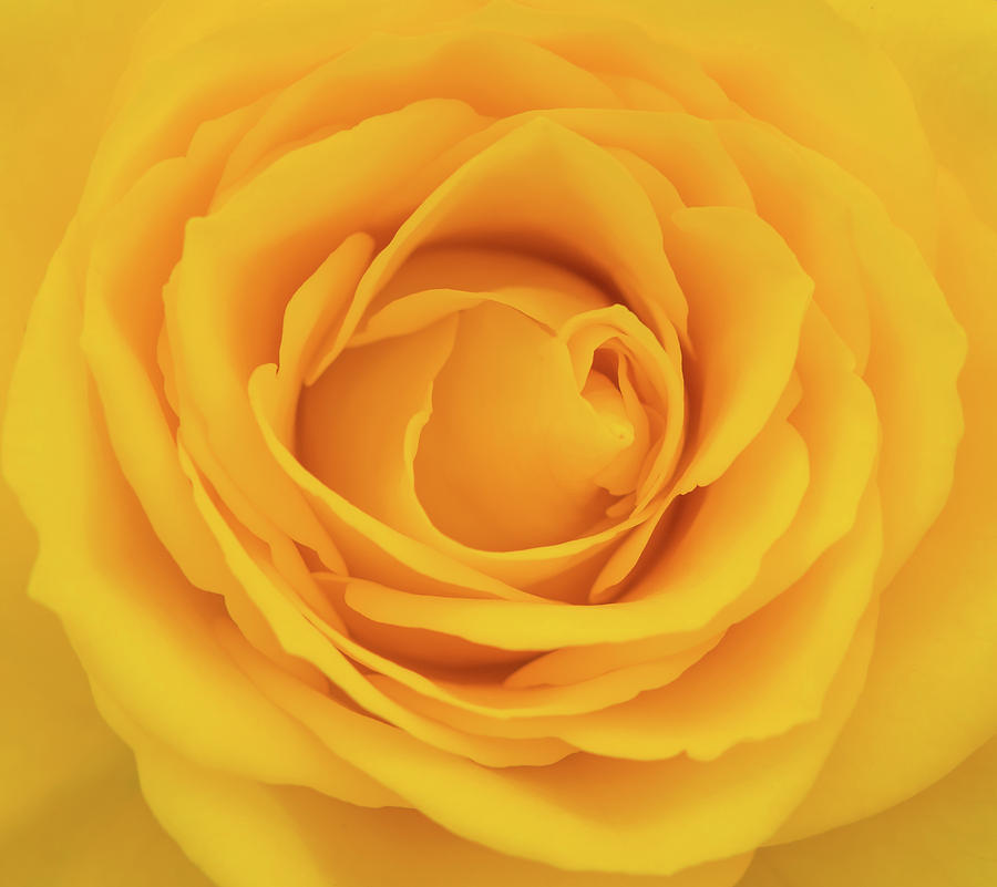 Close-up of yellow rose Photograph by Tosca Weijers