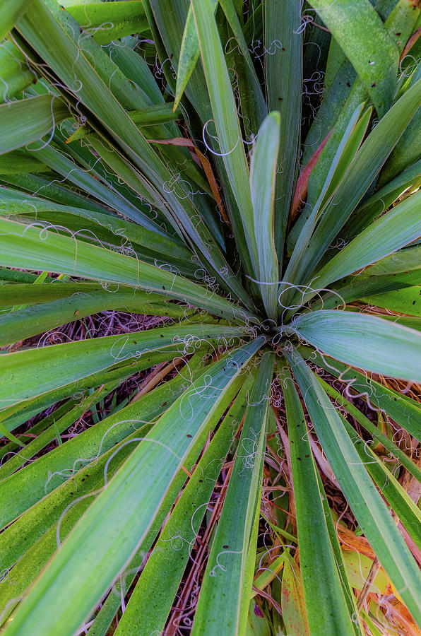 Abstract Photograph - Close-up Of Yucca Plant Leaves by Anna Miller